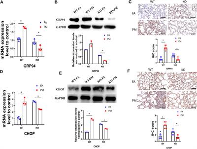 Effects of Real-Ambient PM2.5 Exposure on Lung Damage Modulated by Nrf2−/−